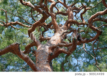 大覚寺　境内の赤松　京都市右京区嵯峨 90914499