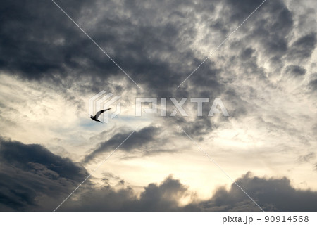 Silhouette of flying bird against dramatic sky with stormy clouds 90914568
