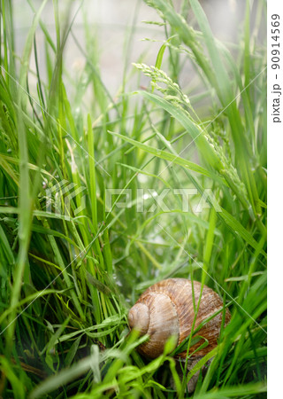 Snail shell hide in green grass on lake shore 90914569
