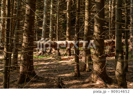 Trails in the Carpathian forests, hiking trails leading to the mountain tops. Trails in the Carpathian forests, hiking trails leading to the mountain tops. 90914652