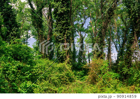 subtropical liana forest in the delta of the Samur River subtropical liana forest in the delta of the Samur River 90914859