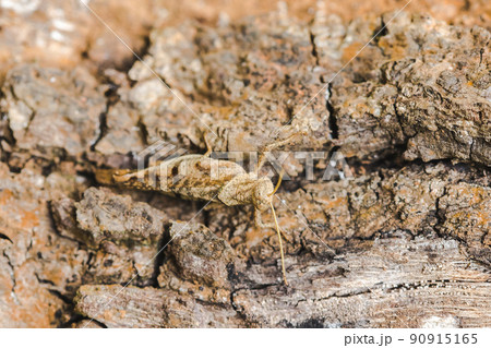 Brown grasshopper on a small bark mimic nature in harmony. Brown grasshopper on a small bark mimic nature in harmony. 90915165