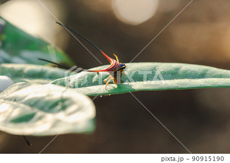 Curved Spiny Spider on the leaves in the forest 90915190