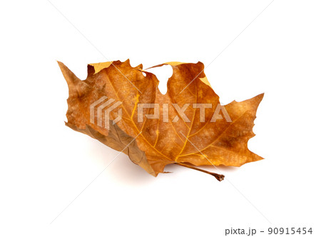 Sycamore Autumn Leaf Isolated 90915454