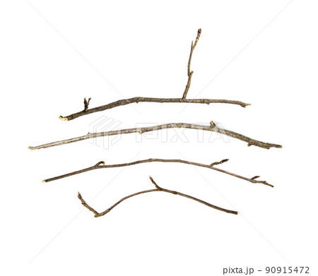 Branches Set Isolated 90915472