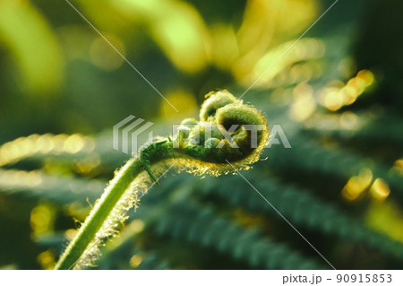 Macro photography of ferns, natural curling leaves and the morning sun Macro photography of ferns, natural curling leaves and the morning sun 90915853