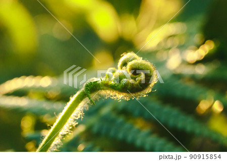 Macro photography of ferns, natural curling leaves and the morning sun Macro photography of ferns, natural curling leaves and the morning sun 90915854