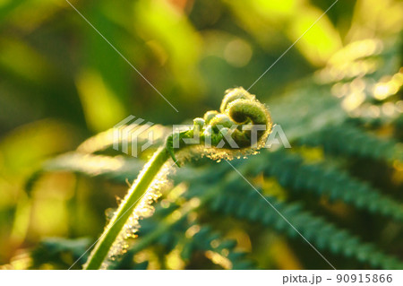 Macro photography of ferns, natural curling leaves and the morning sun Macro photography of ferns, natural curling leaves and the morning sun 90915866