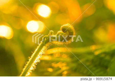 Macro photography of ferns, natural curling leaves and the morning sun Macro photography of ferns, natural curling leaves and the morning sun 90915874