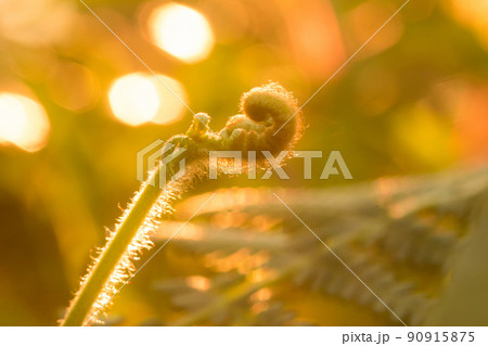 Macro photography of ferns, natural curling leaves and the morning sun Macro photography of ferns, natural curling leaves and the morning sun 90915875