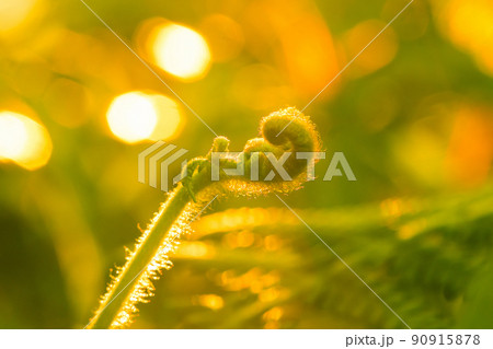 Macro photography of ferns, natural curling leaves and the morning sun Macro photography of ferns, natural curling leaves and the morning sun 90915878