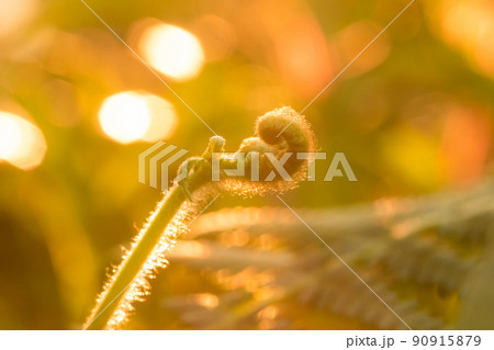 Macro photography of ferns, natural curling leaves and the morning sun 90915879