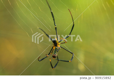 Golden Orb-weaver Spide weaves large vertical webs between the perennials. 90915892