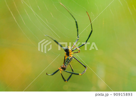 Golden Orb-weaver Spide weaves large vertical webs between the perennials. 90915893