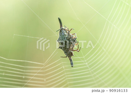 Spiny orb-weavers are knitting fibers to trap insects in nature. 90916133