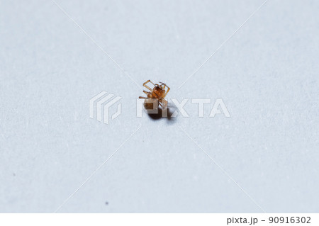 A small brown spider on the ground A small brown spider on the ground 90916302