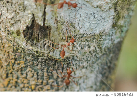 Red ants are walking on the bark of the tree. 90916432