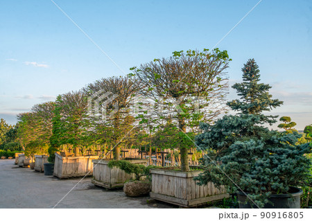 Late spring in Moscow oblast in plnat nursery  -   tree in large  pots 90916805