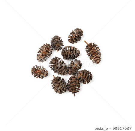 Alder Cones Isolated Alder Cones Isolated 90917037