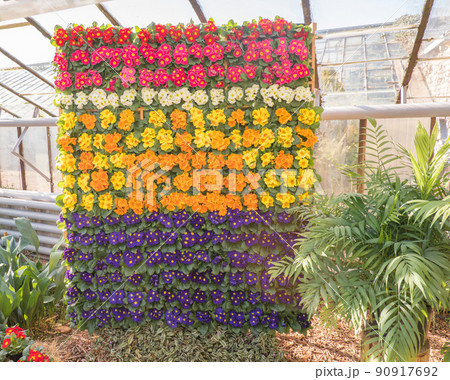 Spring flowers. Composition of blooming multi-colored primrose or primrose flowers in the garden. 90917692