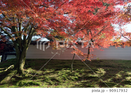 秋の曼殊院 白塀と紅葉 京都市左京区 秋の曼殊院 白塀と紅葉 京都市左京区 90917932