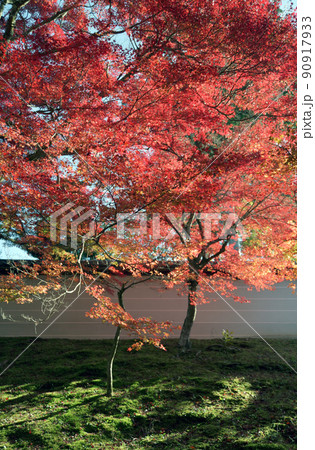 秋の曼殊院 白塀と紅葉 京都市左京区 秋の曼殊院 白塀と紅葉 京都市左京区 90917933