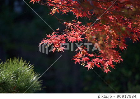 秋の曼殊院 境内の松と紅葉 京都市左京区 秋の曼殊院 境内の松と紅葉 京都市左京区 90917934