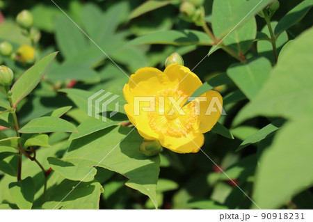 緑の葉と黄色い花びらのセイヨウキンシバイの花が咲く風景 90918231