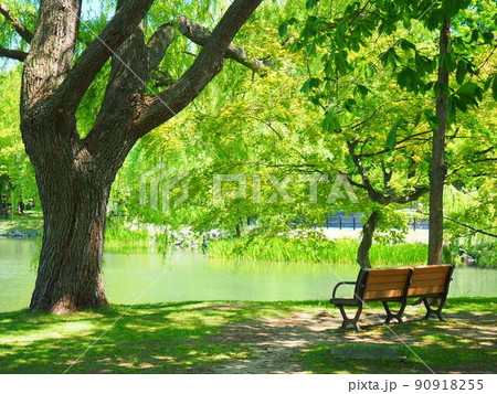 北海道の風景 初夏の中島公園 北海道の風景 初夏の中島公園 90918255