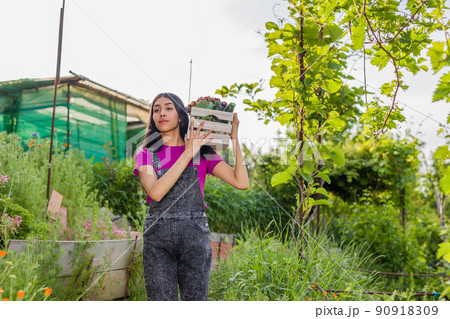 volunteer in organic vegetables garden agriculture. Venezuelan Latin woman harvesting. urban garden volunteer in organic vegetables garden agriculture. Venezuelan Latin woman harvesting. urban garden 90918309