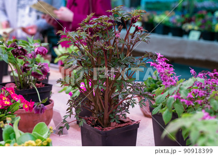 Dicentra spectabilis Valentine flowering plant in springtime garden, romantic flowers, red leaves Dicentra spectabilis Valentine flowering plant in springtime garden, romantic flowers, red leaves 90918399