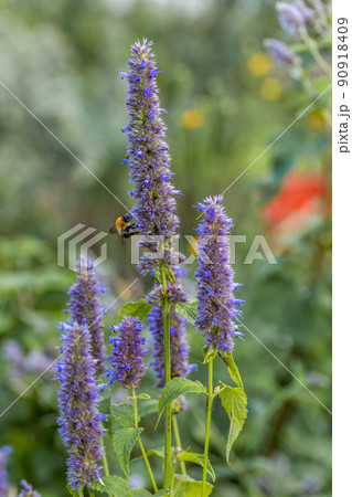 Agastache rugosa is a medicinal and ornamental plant. They are commonly known as Korean Mint. Herbs in the garden. Agastache rugosa is a medicinal and ornamental plant. They are commonly known as Korean Mint. Herbs in the garden. 90918409