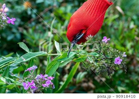 gardener in red gloves makes pruning with pruning shears faded phlox flowers gardener in red gloves makes pruning with pruning shears faded phlox flowers 90918410