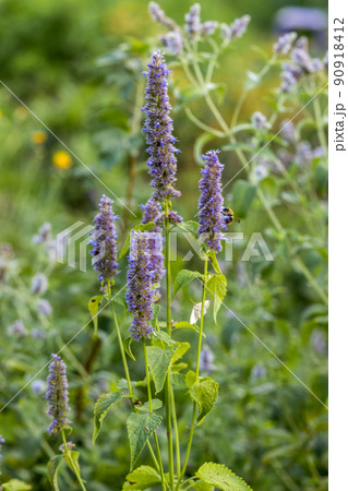 Agastache rugosa is a medicinal and ornamental plant. They are commonly known as Korean Mint. Herbs in the garden. Agastache rugosa is a medicinal and ornamental plant. They are commonly known as Korean Mint. Herbs in the garden. 90918412
