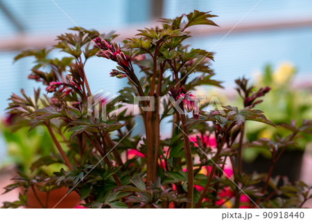 Dicentra spectabilis Valentine flowering plant in springtime garden, romantic flowers, red leaves Dicentra spectabilis Valentine flowering plant in springtime garden, romantic flowers, red leaves 90918440