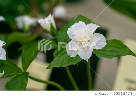 Trillium grandiflorum Snowbunting blossoms in the garden in spring 90918473