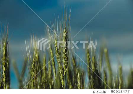 Green wheat field close up image. Agriculture scene 90918477