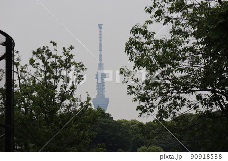 青空と緑の樹々の森の先にスカイツリーの先が見える風景 青空と緑の樹々の森の先にスカイツリーの先が見える風景 90918538