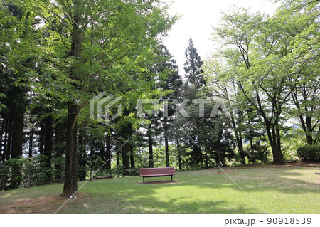 緑の樹々の森と緑色の芝生とベンチのある森林公園の風景 緑の樹々の森と緑色の芝生とベンチのある森林公園の風景 90918539