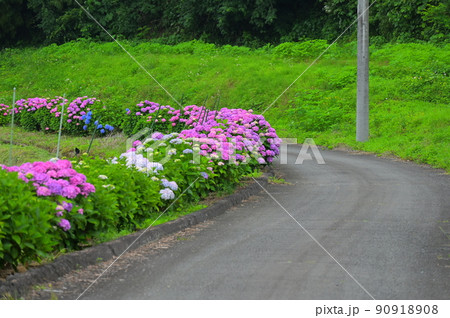 内山・清流棚田さんぽみちの紫陽花 90918908