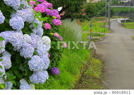 あじさい咲く道 90918911