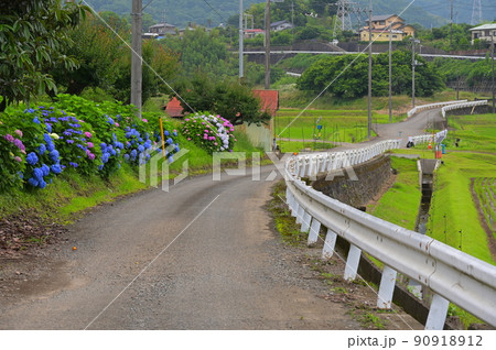 内山の紫陽花が咲く道 内山の紫陽花が咲く道 90918912
