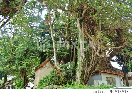 宮古島・漲水御嶽 90918913