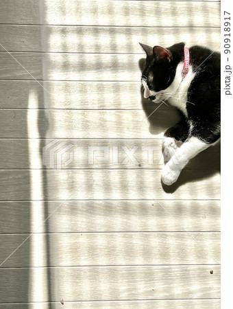 日差しに包まれてお昼寝の猫 日差しに包まれてお昼寝の猫 90918917