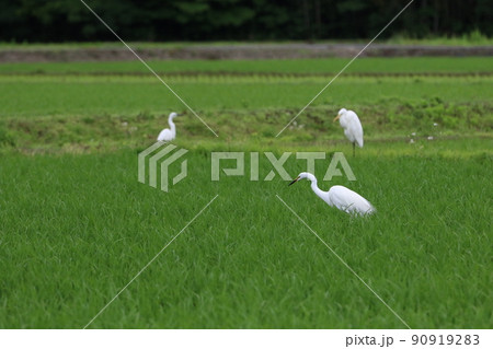古墳時代から続く埼玉県毛呂山町の緑の早苗水田に舞い降りて獲物を探すチュウサギと畦道に居る二羽の白鷺 古墳時代から続く埼玉県毛呂山町の緑の早苗水田に舞い降りて獲物を探すチュウサギと畦道に居る二羽の白鷺 90919283