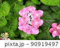 鎌倉のガクアジサイ (赤紫一朶) 90919497