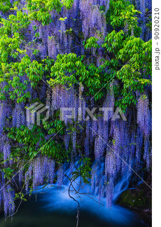 一貫野の藤(山口県山口市仁保中郷) 一貫野の藤(山口県山口市仁保中郷) 90920210