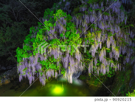 一貫野の藤(山口県山口市仁保中郷) 90920215