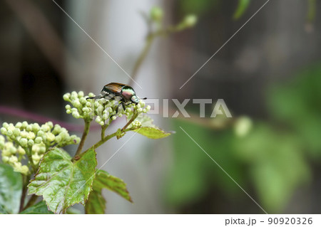 ノブドウの花にたかる昆虫のマメコガネ ノブドウの花にたかる昆虫のマメコガネ 90920326