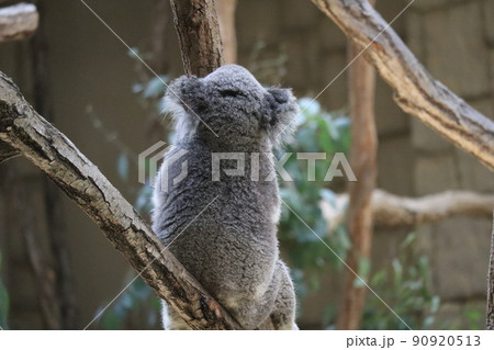 木の上にこちらに背を向けて座っているコアラのいる動物園の風景 90920513